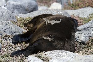 South Plaza, Islas Plaza, Galapagos Islands 132.jpg